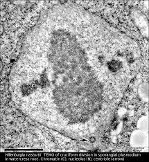 Attēlu rezultāti vaicājumam “Symphytocarpus trechisporus plasmodium”