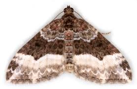 Attēlu rezultāti vaicājumam “Euphyia unangulata”