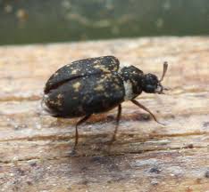 Attēlu rezultāti vaicājumam “Anthrenus sp.”