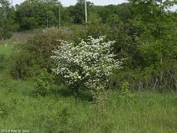 Attēlu rezultāti vaicājumam “Crataegus macracantha flower”