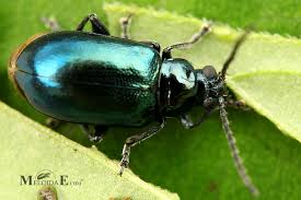 Attēlu rezultāti vaicājumam “Altica sp.”