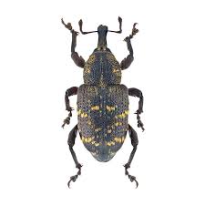 Attēlu rezultāti vaicājumam “Hylobius abietis”