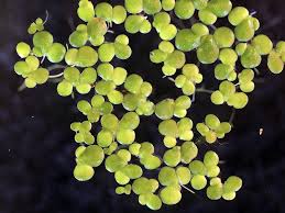 Attēlu rezultāti vaicājumam “Lemna gibba”