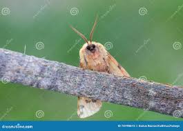 Attēlu rezultāti vaicājumam “Rhyparia purpurata”