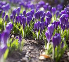 Attēlu rezultāti vaicājumam “Crocus tommasinianus flower”
