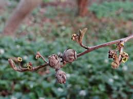 Attēlu rezultāti vaicājumam “Hamamelis virginiana bud”