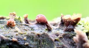 Attēlu rezultāti vaicājumam “Trichia scabra spores”