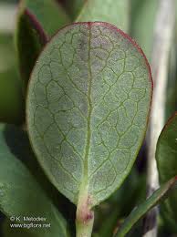 Attēlu rezultāti vaicājumam “Vaccinium uliginosum leaf”