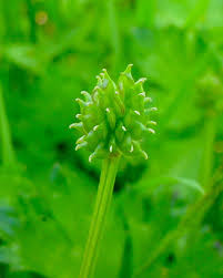 Attēlu rezultāti vaicājumam “Ranunculus repens leaf”