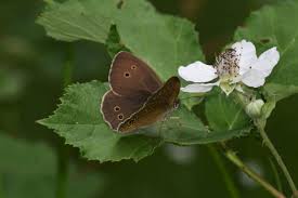 Attēlu rezultāti vaicājumam “Aphantopus hyperantus”