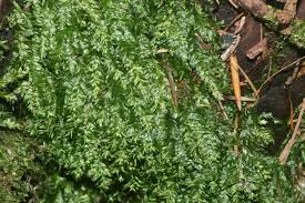 Attēlu rezultāti vaicājumam “Plagiothecium nemorale”