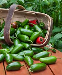 Afbeeldingsresultaat voor jalapeno early hot pepper
