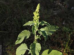 Attēlu rezultāti vaicājumam “Amaranthus retroflexus”