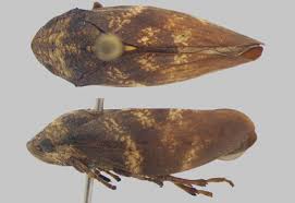 Attēlu rezultāti vaicājumam “Aphrophoridae”