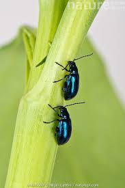 Attēlu rezultāti vaicājumam “Altica sp.”