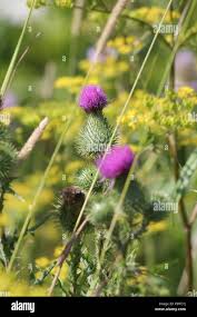 Attēlu rezultāti vaicājumam “Cirsium vulgare flower”