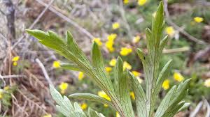 Attēlu rezultāti vaicājumam “Anemone ranunculoides leaf”