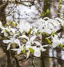 Attēlu rezultāti vaicājumam “Magnolia kobus”