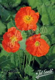 Image result for Papaver nudicaule