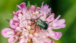 Attēlu rezultāti vaicājumam “Gaurotes virginea”