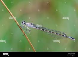 Attēlu rezultāti vaicājumam “Enallagma cyathigerum female”