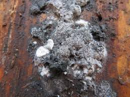 Attēlu rezultāti vaicājumam “Amaurochaete atra”