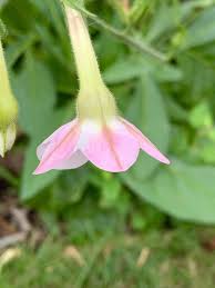 Attēlu rezultāti vaicājumam “Nicotiana tabacum flower”