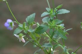 Attēlu rezultāti vaicājumam “Viola tricolor subsp. curtisii leaf”