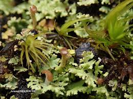 Attēlu rezultāti vaicājumam “Cladonia caespiticia”