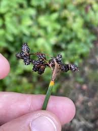 Attēlu rezultāti vaicājumam “Schoenoplectus lacustris subsp. glaucus flower”