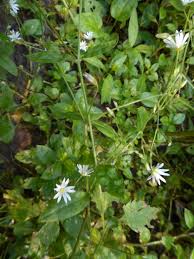 Attēlu rezultāti vaicājumam “Cerastium sylvaticum”