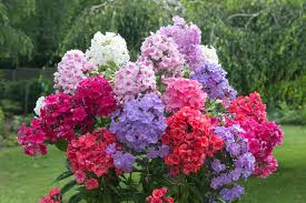 Attēlu rezultāti vaicājumam “Phlox paniculata”