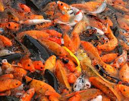 Image result for Cyprinus rubrofuscus