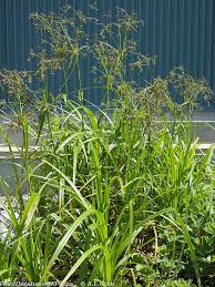 Attēlu rezultāti vaicājumam “Scirpus sylvaticus fruit”