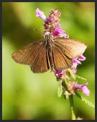 Attēlu rezultāti vaicājumam “Heteropterus morpheus underside”