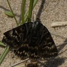 Attēlu rezultāti vaicājumam “Callistege mi”