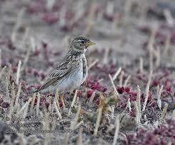 Image result for Calandrella rufescens