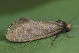 Attēlu rezultāti vaicājumam “Taleporia tubulosa”