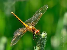 Attēlu rezultāti vaicājumam “Sympetrum”