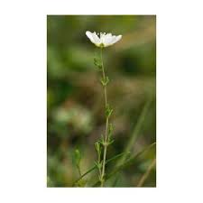Attēlu rezultāti vaicājumam “Sagina nodosa flower”