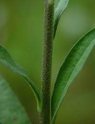 Attēlu rezultāti vaicājumam “Berteroa incana”