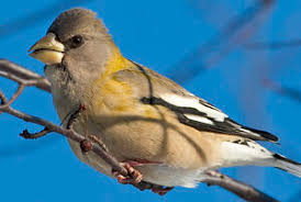 Image result for Hesperiphona vespertina