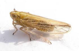 Attēlu rezultāti vaicājumam “Delphacidae”