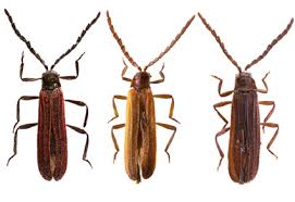 Attēlu rezultāti vaicājumam “Lycidae”