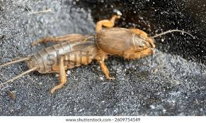 Attēlu rezultāti vaicājumam “Gryllotalpa gryllotalpa”