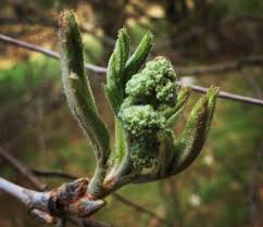 Attēlu rezultāti vaicājumam “Sorbus aucuparia bud”