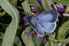 Attēlu rezultāti vaicājumam “Celastrina argiolus”