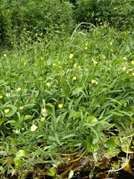 Attēlu rezultāti vaicājumam “Ranunculus lingua leaf”