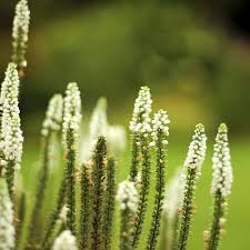 Attēlu rezultāti vaicājumam “Veronica longifolia bud”