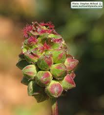 Attēlu rezultāti vaicājumam “Poterium sanguisorba”